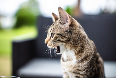 Close-up of a cat looking away