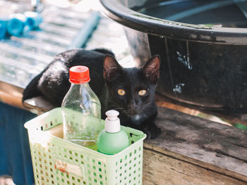 Cat in a bottle