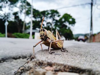 Close-up of grasshopper on street
