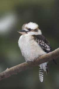 Close-up of bird perching on branch