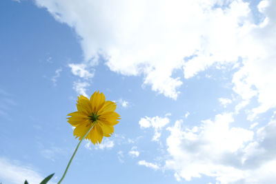 Low angle view of yellow flowering plant against sky