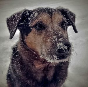 Close-up portrait of a dog in snow