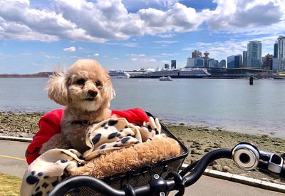 Dog in city against sky