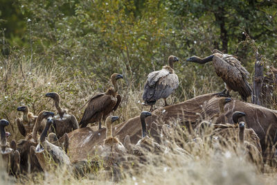 Birds on field