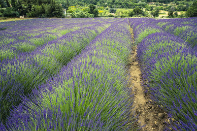 Full frame shot of green field