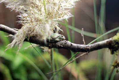 Close-up of branch against blurred background