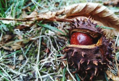 High angle view of crab on field