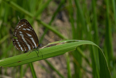 Close-up of butterfly on leaf