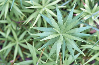 High angle view of plant