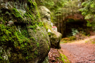 Close-up of moss growing on rock