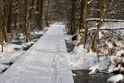 Snow covered footpath amidst trees during winter