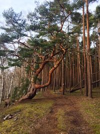 Trees in forest