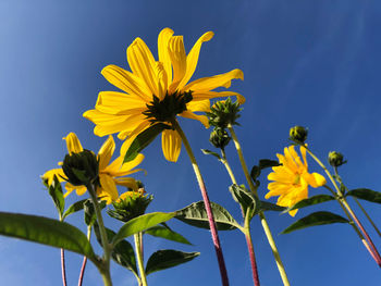 Low angle view of yellow flowering plant against blue sky