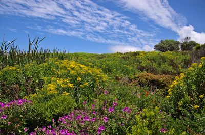 Scenic view of flowering plants on land against sky