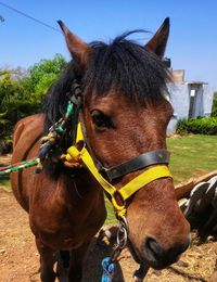 Close-up of a horse