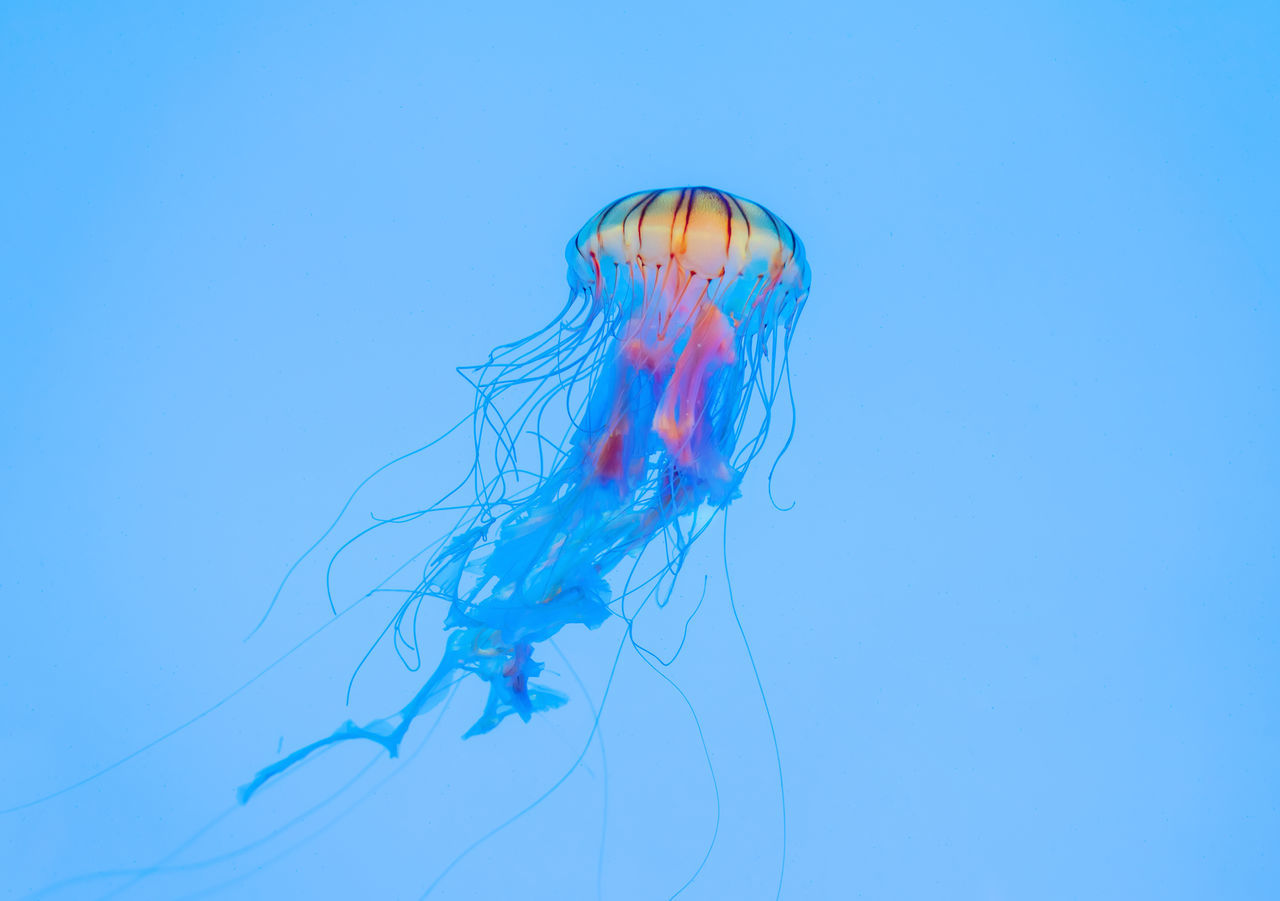 jellyfish, wildlife, sea, water, animal wildlife, animal themes, underwater, marine, sea life, animal, blue, swimming, marine invertebrates, nature, tentacle, undersea, floating on water, floating, one animal, no people, tank, marine biology, animals in captivity, poisonous, transparent, outdoors, blue background, aquarium, beauty in nature, warning sign, sign, motion, copy space, colored background, close-up