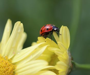 Close-up of ladybug on flower