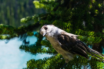 Close-up of owl perching on tree