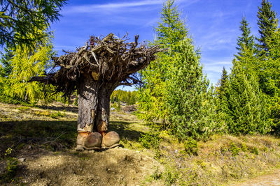 Trees on field against sky