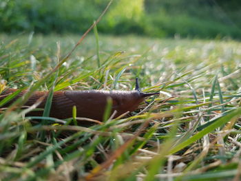 Close-up of lizard on land