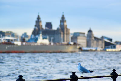 Seagulls on a city