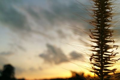 Close-up of plants against sky during sunset