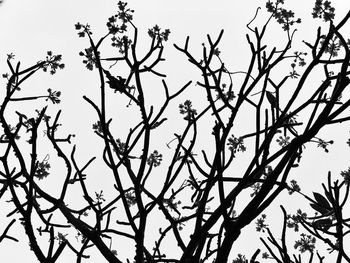Low angle view of silhouette tree against sky