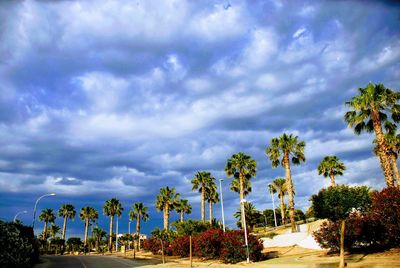 Palm trees on road against sky