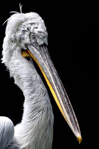 Close-up of pelican