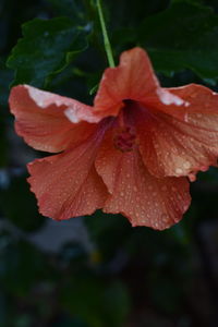 Close-up of red flowers