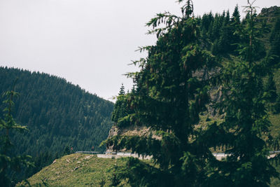 Scenic view of tree mountains against clear sky