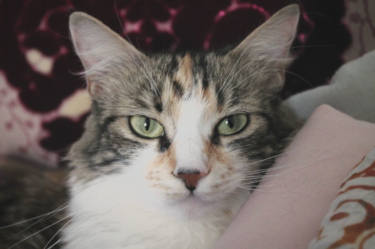 pets, domestic cat, domestic animals, one animal, cat, whisker, mammal, close-up, feline, looking at camera, portrait, focus on foreground, front view, zoology, snout