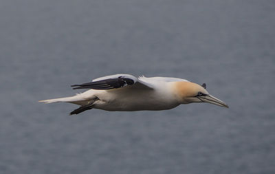 Close-up of seagull flying