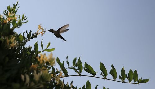 Low angle view of bird flying against clear sky