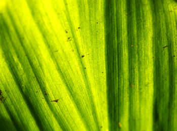 Full frame shot of green leaves