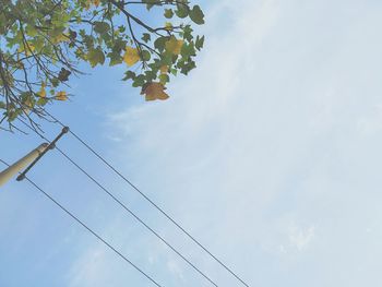 Low angle view of tree against sky