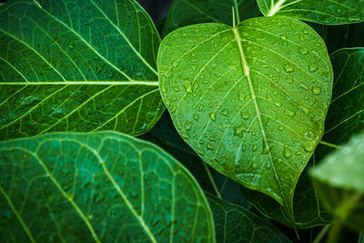 Full frame shot of wet leaves