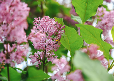 Close-up of pink flowering plant