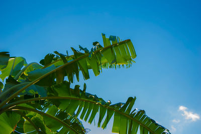 Low angle view of palm tree leaves against blue sky
