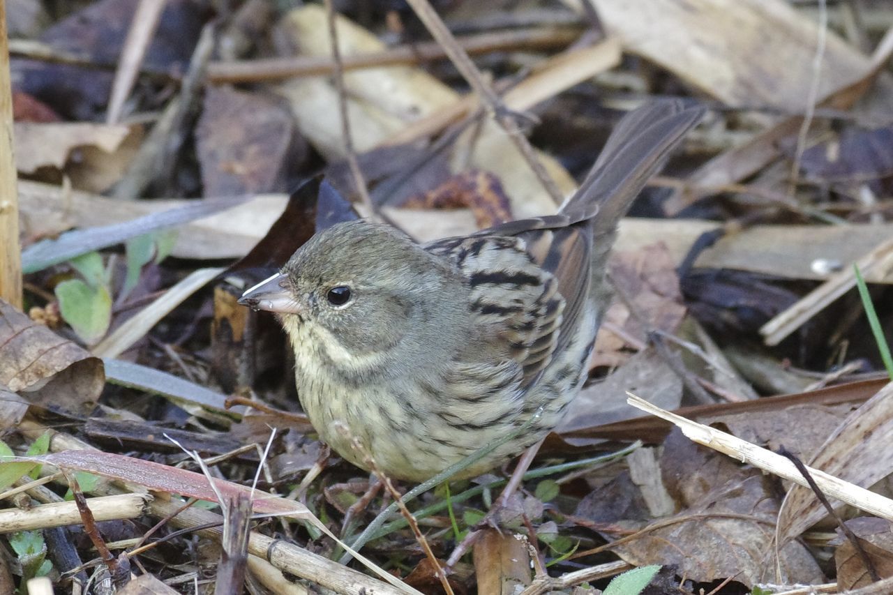 animal themes, animal, animal wildlife, bird, wildlife, one animal, sparrow, nature, no people, day, plant, land, field, outdoors, close-up, focus on foreground, young animal, beak