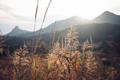 Close-up of plants growing on land against sky