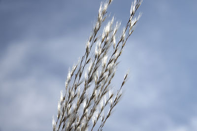 Close-up of wheat growing on field against sky