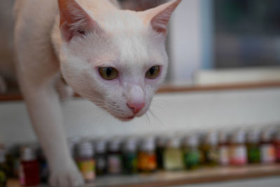 Close-up portrait of a cat