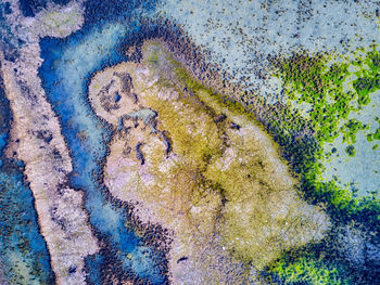 High angle view of wet plant on puddle