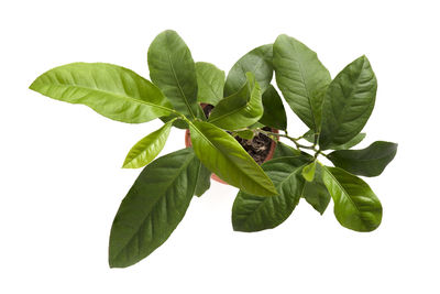 Close-up of plant against white background