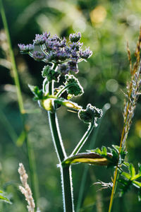 Close-up of flower buds