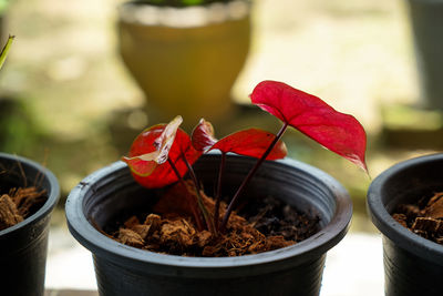 Close-up of potted plant