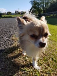 Close-up of dog against sky