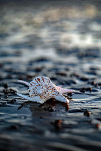 Close-up of snail on beach