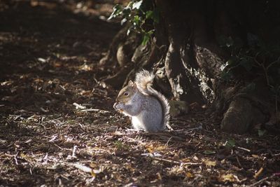 Squirrel in a forest